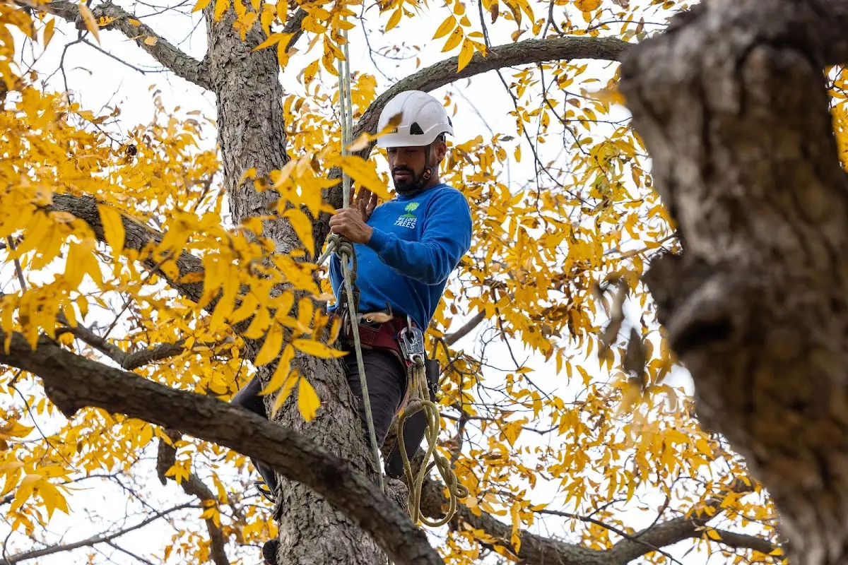 Skilled Tree Pruning crew working in Raquette Lake